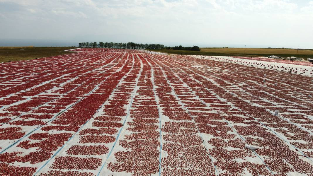 Süphan Dağı’nda yetişiyor 12 kilodan 1 kilo çıkıyor. Türkler 1 kilo bile alamıyor - Resim: 8